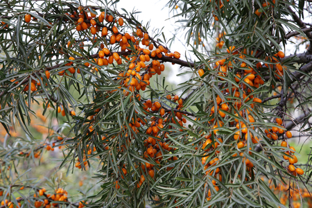 ripe buckthorn berries on a tree in autumnの写真素材