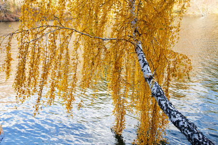 Autumn yellow birches leaning over the waterの写真素材