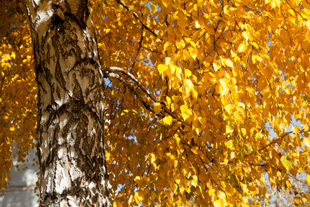 yellow birch leaves against the blue skyの写真素材