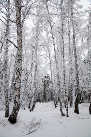 road in the winter snowy forest woodsの写真素材