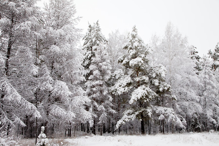 road in the winter snowy forest woodsの写真素材