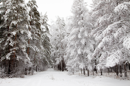 road in the winter snowy forest woodsの写真素材