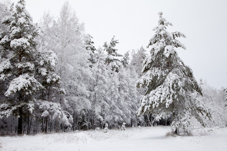 road in the winter snowy forest woodsの写真素材