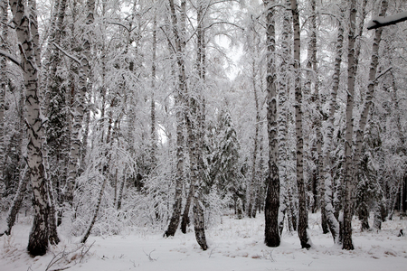 road in the winter snowy forest woodsの写真素材
