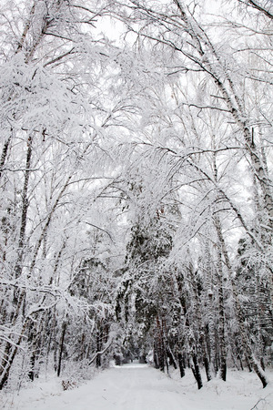 road in the winter snowy forest woodsの写真素材