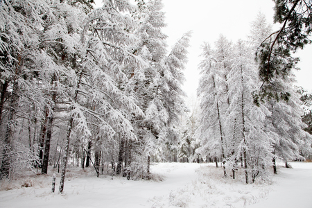 road in the winter snowy forest woodsの写真素材