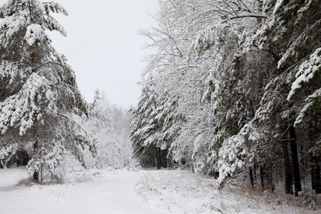 road in the winter snowy forest woodsの写真素材