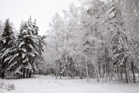 road in the winter snowy forest woodsの写真素材