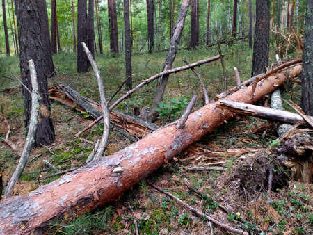 A felled pine tree lies in a pine forest in summer. Russia. Siberia. Logging. Mobile photo.の写真素材