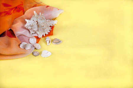 Beautiful orange steam and sea shells lie on a yellow background. Flat lay. Copy spaes