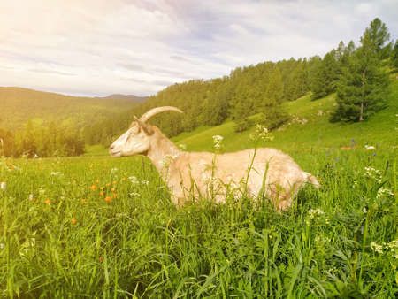 A beautiful white horned goat illuminated by the sun grazes on green grass against the background of the Altai mountains. Mobile photo.の写真素材