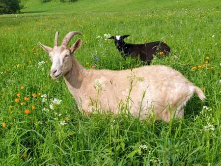 A white goat with horns and a black kid graze on green grass in summer in Altai. Mobile photo.の写真素材