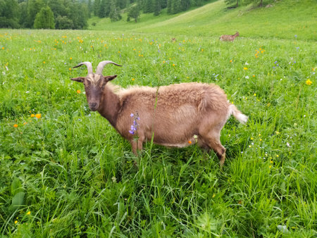 A beautiful horned goat perishes in the summer on green grass against the background of the Altai mountains. Mobile photo.の写真素材