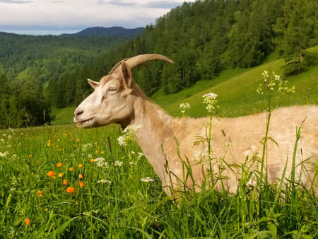 A beautiful horned goat perishes in the summer on green grass against the background of the Altai mountains. Mobile photo.の写真素材