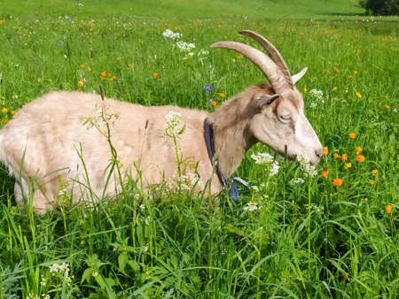 A beautiful beige goat grazes in summer in the Altai mountains. Mobil photo,の写真素材