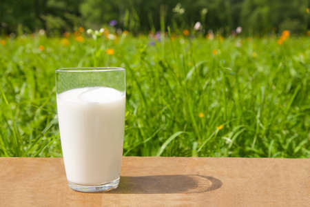 A glass with milk stands on the table against the background of green grass and flowers on a sunny day in summer.の写真素材