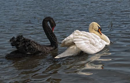 Swansの写真素材