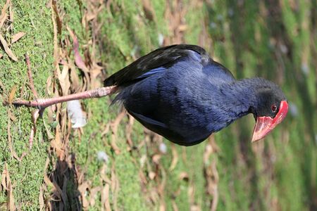 A proud blue western swamphen bird, belonging to rail family Rallidaeの写真素材