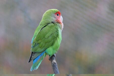 The cute rosy-collared bird or rosy-faced lovebird from Namibia in southwestern Africa also living in Australiaの写真素材