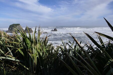 Beautiful wild coast of the Tasman Sea between Australia and New Zealand with coastal plants, waves...