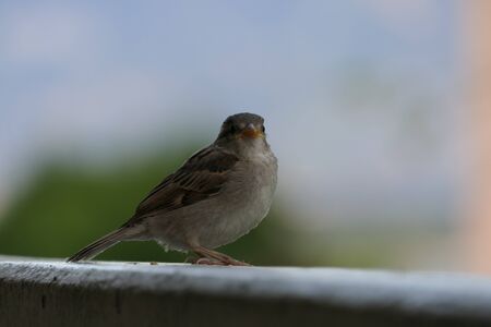Curious look of a young sparrow in close-upの写真素材