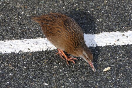 Weka or Maori hen, a flightless bird, endemic to New Zealand, eating pieces of toast