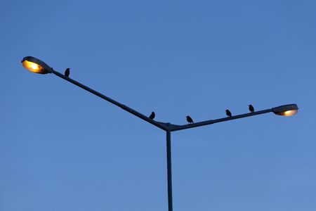 Twilight in civilization: bird silhouettes on an orange street lampの写真素材
