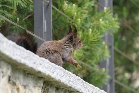 Wild living squirrel has found a nut near human habitationの写真素材