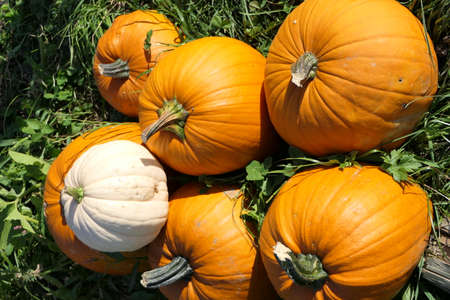 Four orange pumpkins and one white squash are stacked on the meadow