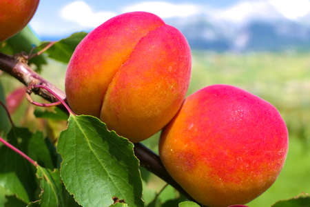 Branch of an apricot tree with two big ripe yellow-red apricots in close-upの写真素材