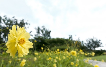 Yellow flower in sunny dayの写真素材