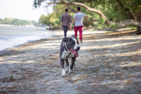 American bully dog walking around on the beachの写真素材
