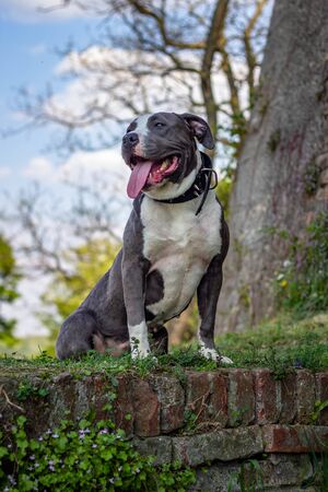 American bully dog posing for a photoの写真素材