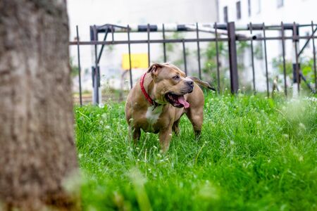 American Bully dog enjoing the parkの写真素材