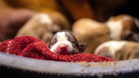 New born puppies of American Bully, pocket size. Few hours oldの写真素材