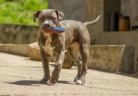 American bully dog carying a toyの写真素材