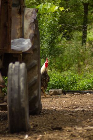 Rooster looking from behind the tractor tire on countrysideの写真素材