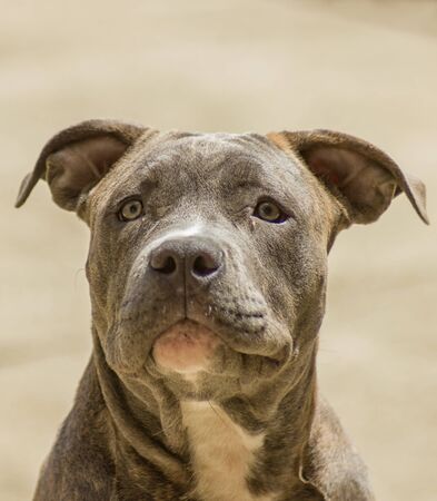 American bully dog portraitの写真素材