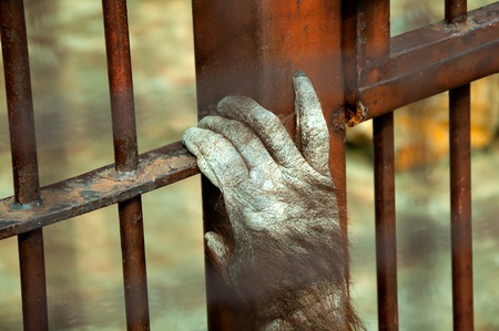 	Prisoned monkey