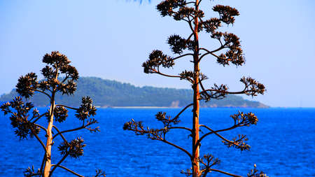 The plant towered over the Aegean Sea. Opuntia cacti and the green-blue color of the sea.の写真素材