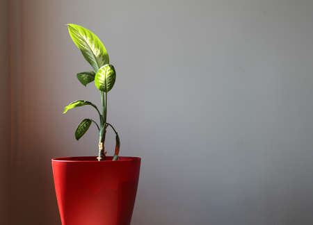 Dieffenbachia is a genus of tropical flowering plants in the family Araceae.の写真素材