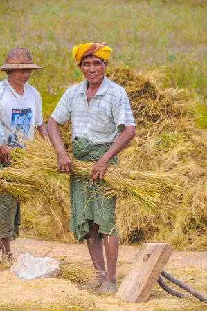 Harvesting Rice in The Myanmar Fieldsのeditorial素材