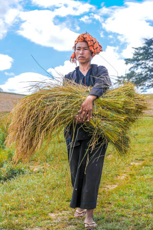 Harvesting Rice in The Myanmar Fieldsのeditorial素材
