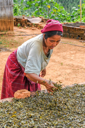 Drying and Fermentation of Tea - Myanmarのeditorial素材