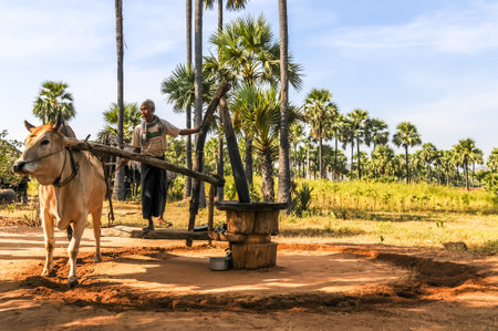 Oil Pressing - The Classic Methodのeditorial素材