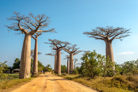 Morondava, Madagascar - AUGUST 01,2015 - Baobab avenue.The Avenue of the Baobabs is a prominent group of baobab trees lining the dirt road Between Morondava and Belo - Tsiribihina.のeditorial素材