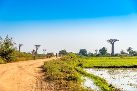 MORONDAVA,MADAGASCAR - AUGUST 01,2015 - Road to Baobab avenue.The Avenue of the Baobabs is a prominent group of baobab trees lining the dirt road between Morondava and Belo - Tsiribihina.のeditorial素材