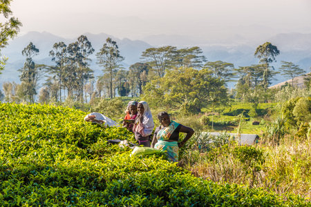 HAPUTALE,SRI LANKA - FEBRUARY 11,2020 - Picking tea leaves in Haputale Tea plantations. The...
