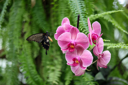 Black butterfly resting on vibrant pink orchid flower surrounded by lush green foliage.