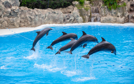 Dolphins Jumping in Blue Water Pool During Marine Show